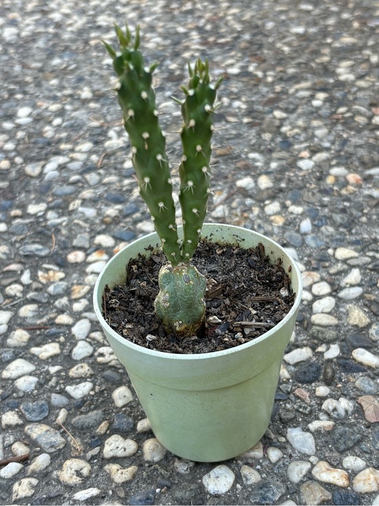 Cactus Other - Cactus Green Small Potted Cactus